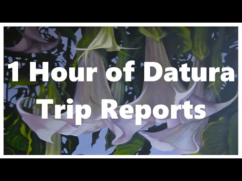 1 Hour of Datura Trip Reports