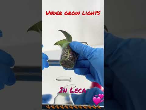 HOYA roots in LECA RESULT #shorts