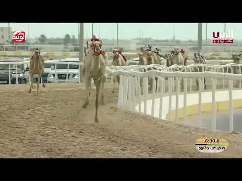  ش 17 (وهج) لـ هجن الرئاسة 9:00:11 ، مهرجان ختامي الشحانية 2026/04/24 إيذاع