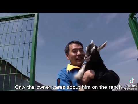 Mother goat rejected her Baby goat because he's black