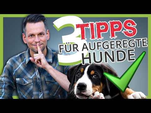 AUFGEREGTER HUND: 3 Tipps wie du deinen Hund zur RUHE bekommst