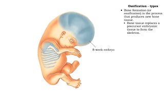 Skeletal System : Bone Formation ( Intramembranous Ossification & Endochondral Ossification)"
