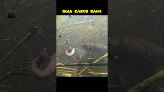 Download lagu ikan gabus mendekati umpan ketika mancing dirawa #ikangabus #mancing #rawa #fishing #underwater mp3