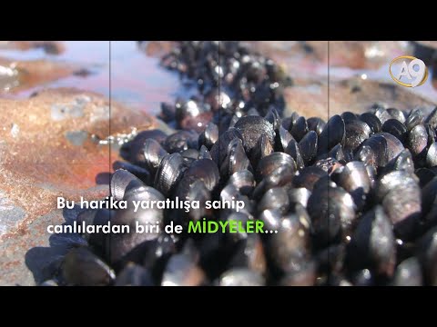 Doğadan Keşfe - Mucize jel  Midye Yapışkanı