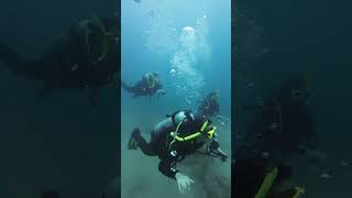 Evento de buceo en Byron Bay