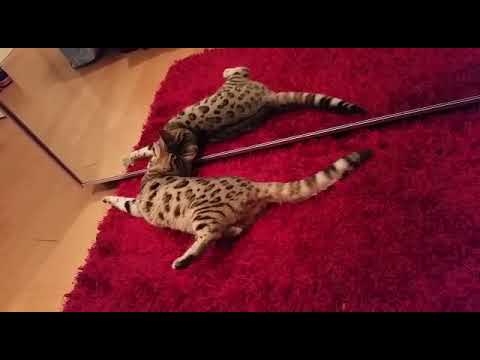 bengal savannah confused
