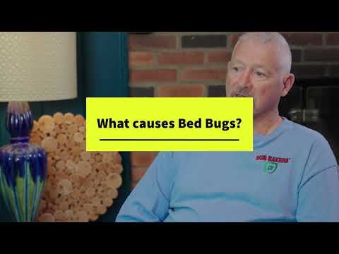 What Causes Bed Bugs? How does Bug Bakers treat bed bugs?