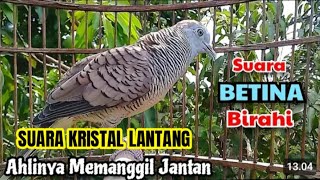 Download lagu SUARA KRISTAL JERNIH LANTANG PERKUTUT BETINA BIRAHI MEMANGGIL JANTAN - PALING AMPUH UNTUK PANCINGAN  mp3 Download lagu SUARA KRISTAL JERNIH LANTANG PERKUTUT BETINA BIRAHI MEMANGGIL JANTAN - PALING AMPUH UNTUK PANCINGAN  mp3