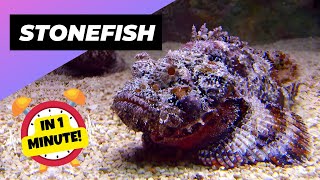 Stonefish - In 1 Minute! 🐡 One Of The Most Dangerous Ocean Creatures In The World