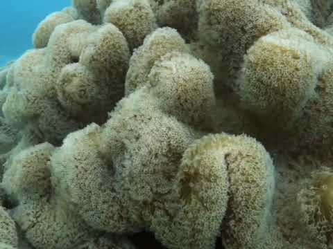 Home of the Waitui Boyz ... Most beutiful place on Earth