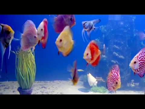 ngocanh discus fish tank 180 gallon