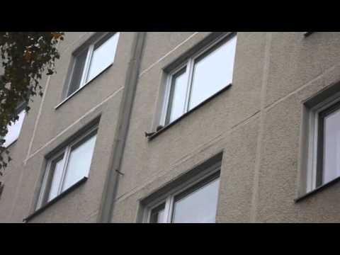 Veverka v městské džungli