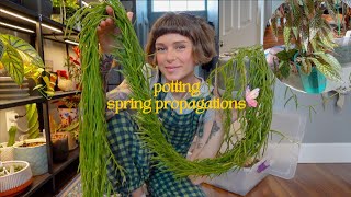 spring prep: potting my propagations to create fuller plants 🌿🌞