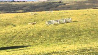 Nanni x Jade - Champion of Ranch Sheep trial National - 2013