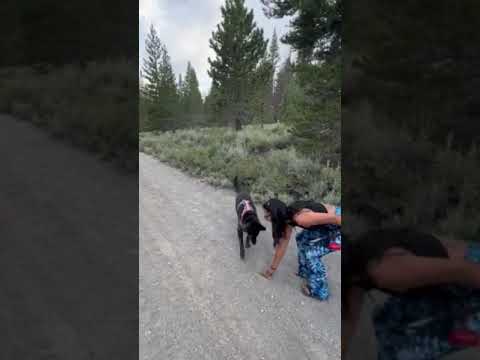 Playing fetch on the road in front of our spot. Keep an eye out for dirt bikes