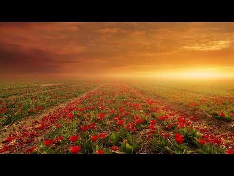 Ravi Sari - bombay mix