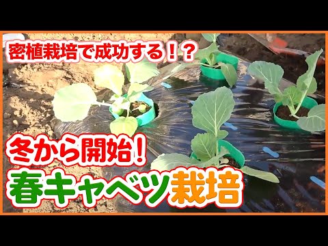 キャベツはいつ植えるのですか？どの品種をどの時期に植えるべきですか?  庭園