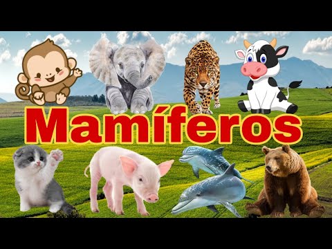 Nome e Som de 15 Animais Mamíferos Para Crianças
