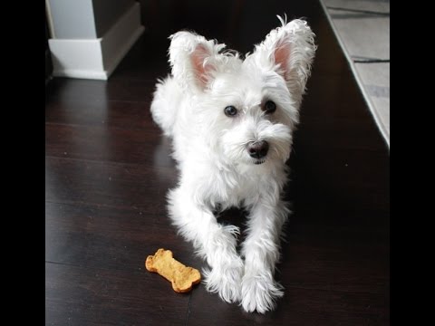 download lagu mp3 mp4 Sweet Potato Peanut Butter Dog Treats Recipe, download lagu Sweet Potato Peanut Butter Dog Treats Recipe gratis, unduh video klip Sweet Potato Peanut Butter Dog Treats Recipe