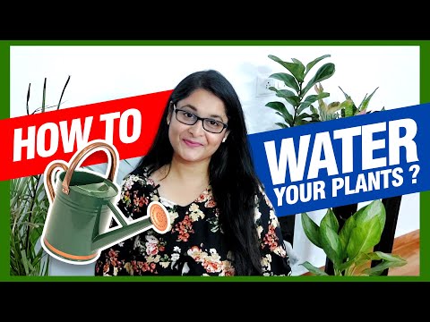 , title : 'Correct way of Watering House Plants / How to water plants  #gardening #watering #plants'