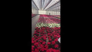 New Princettia varieties debut at N.G. Heimos trials