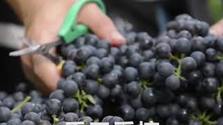 Video 1 trigger image