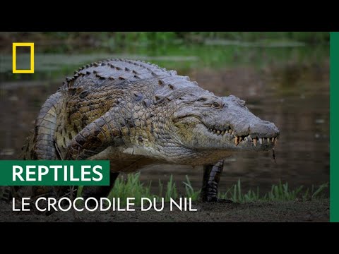 La violence du crocodile du Nil, un reptile surpuissant