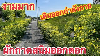 เจอผักกาดสนิมออกดอกสวยงามมาก#ชีวิตในต่างแดน