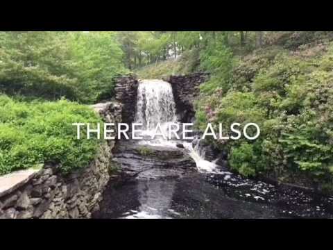 Rhododendrons bloom at Moore State Park in Paxton.        Telegram & Gazette video by George Barnes