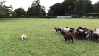 Sheep chasing a dog