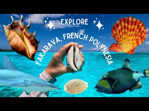Muscheln sammeln und Tauchen in Fakarava, Französisch-Polynesien – SELTENE Muscheln!