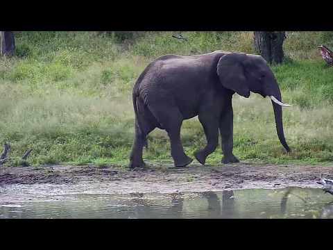 Djuma: Lone Elephant bull - 14:03 - 04/29/20