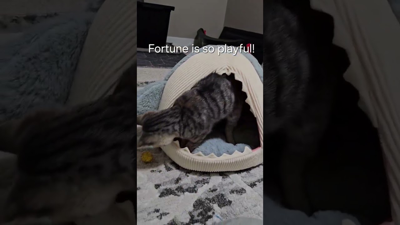 Fortune Feimster, a Adoptable Domestic Short Hair in Calgary, AB video 6/6