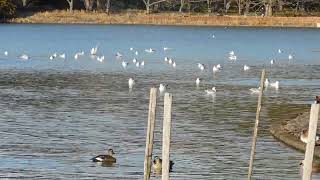明石公園 剛の池の野鳥