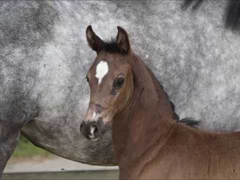 Diador von Worrenberg - Diarado x Calido, geb. 13. Mai 2017, Holst