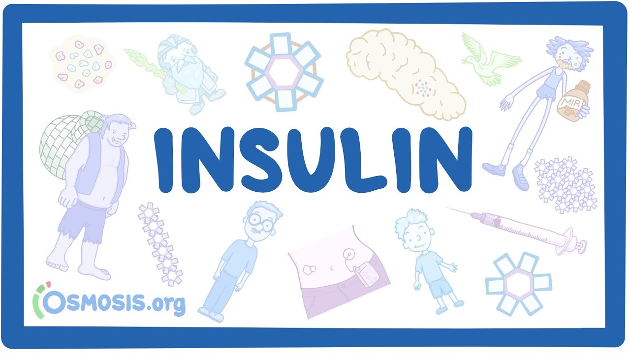 Insulins ~Pharmacology~