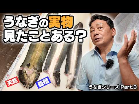 うなぎの実物、見たことありますか？｜天然と養殖の違いを大将が解説