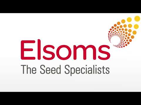 SU Arvid - Hybrid Rye from Saaten Union