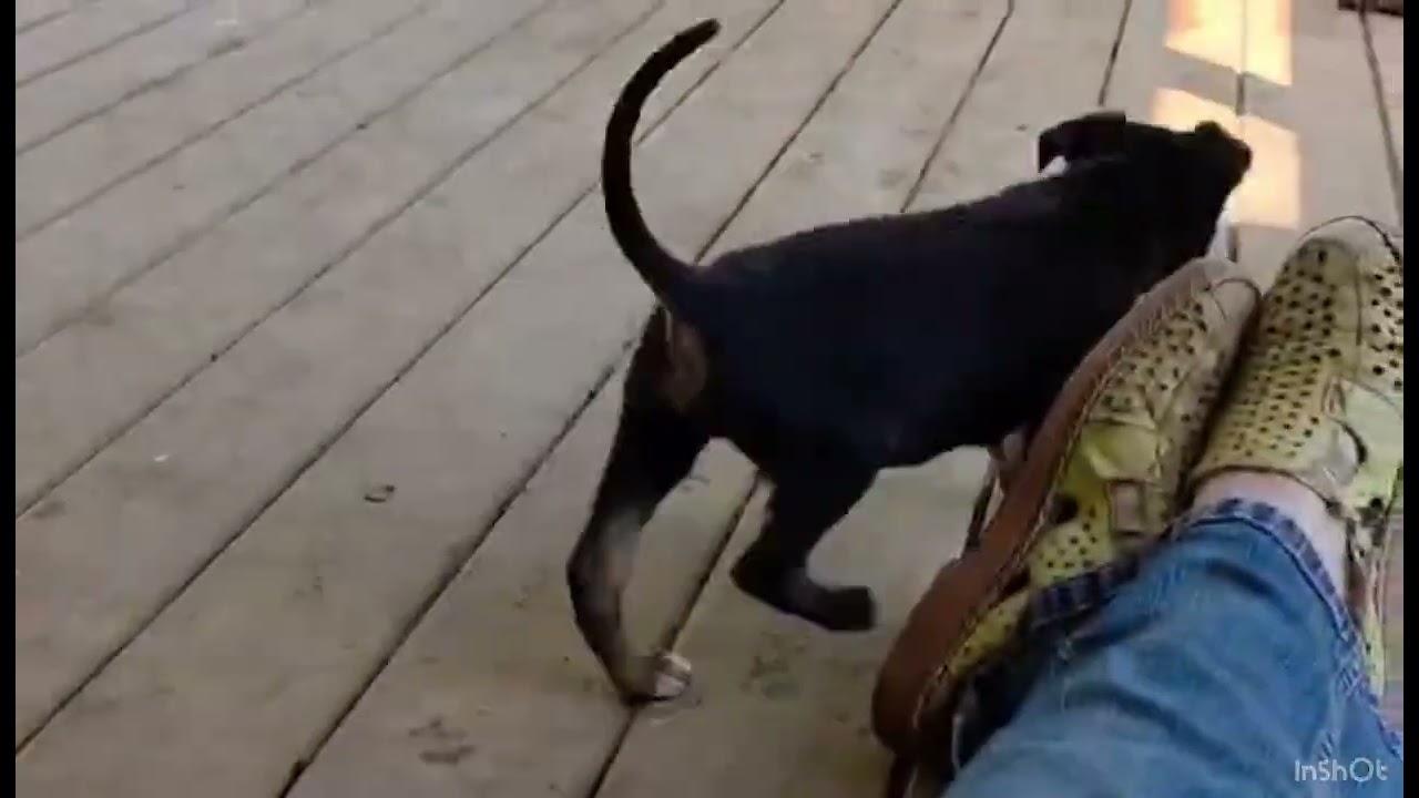 Enlarge Rhydian (PUPPY), an adopted mixed breed in Greeneville, TN video 6/6