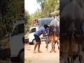 Halikar Chimnya Breeder Cow Heating Process Cow Bullfarm Sharyat Bull Animals Cattle