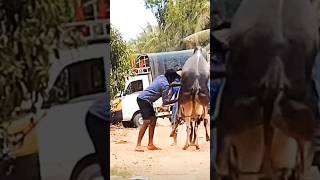 Download lagu halikar chimnya  breeder ||cow heating process #cow #bullfarm #sharyat #bull #animals #cattle mp3 Download lagu halikar chimnya  breeder ||cow heating process #cow #bullfarm #sharyat #bull #animals #cattle mp3