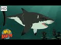 Water Creatures | Sharks, Crocodiles, Dolphins + more! [Full Episodes] Wild Kratts