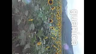 Finca  el Girasol :)