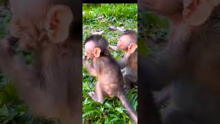 Download lagu What s  going on🐒 mp3