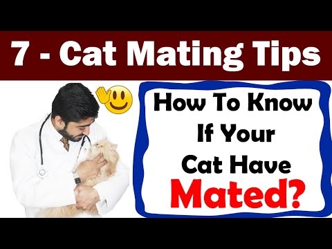 Cats and Mating || What Do You Need to Know?  || In Urdu || Vet Furqan Younas