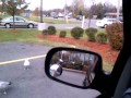Seagull Eating McDonald S French Fry