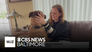 Video preview image #1 Mutt Puppy For Sale in Westminster, MD, USA