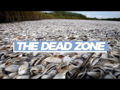 Why so many fish are dying in the Gulf of Mexico