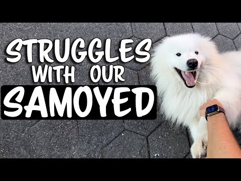 Struggles with our Samoyed Dog