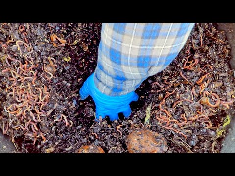 15th feeding of outdoor worms on day 2 of winter in NJ - vermicompost